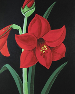 amaryllis