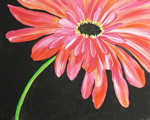 blush shasta daisy (3)