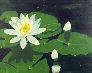 water lily